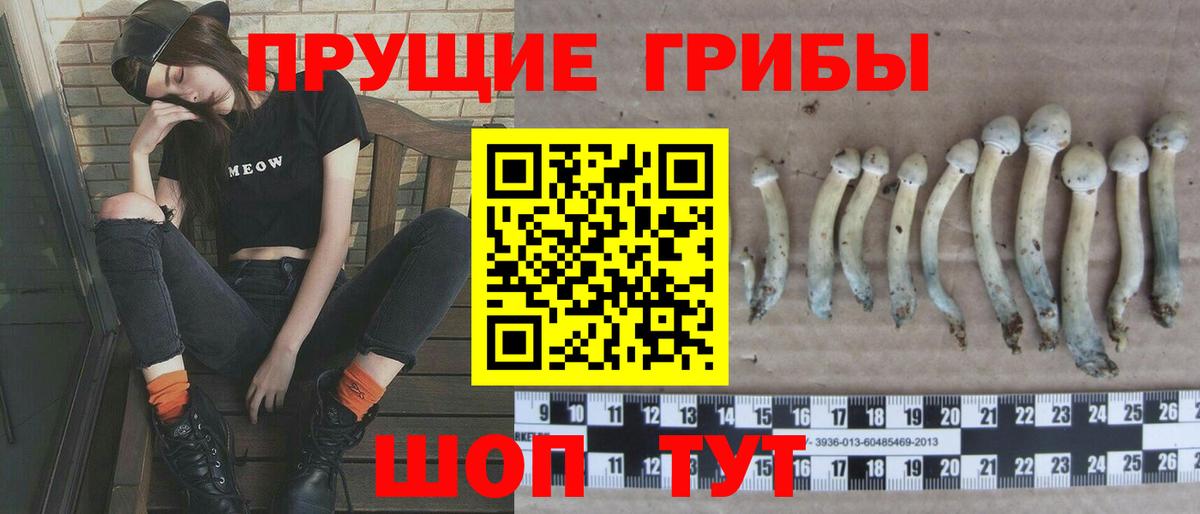 Галлюциногенные грибы Psilocybine cubensis  как найти   Кохма  Вход с VPN 